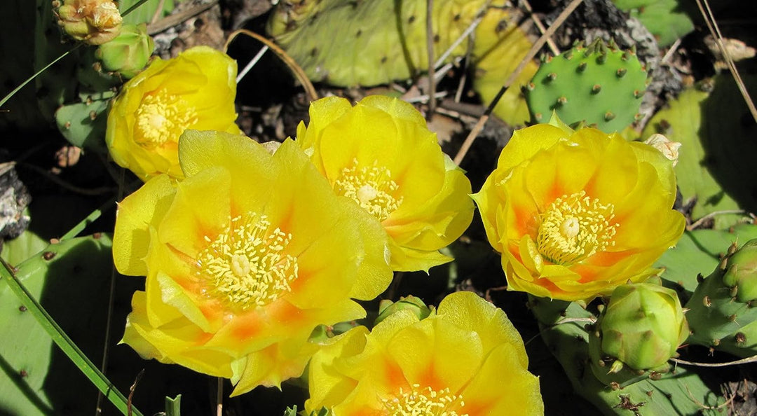 yellow heirloom flower seeds