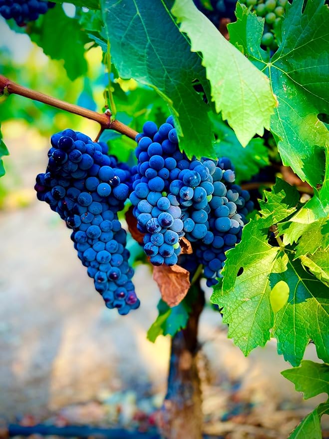 Blue Grape Fruit Seeds - A Rare and Beautiful Grape Variety for Your Garden  100 pcs