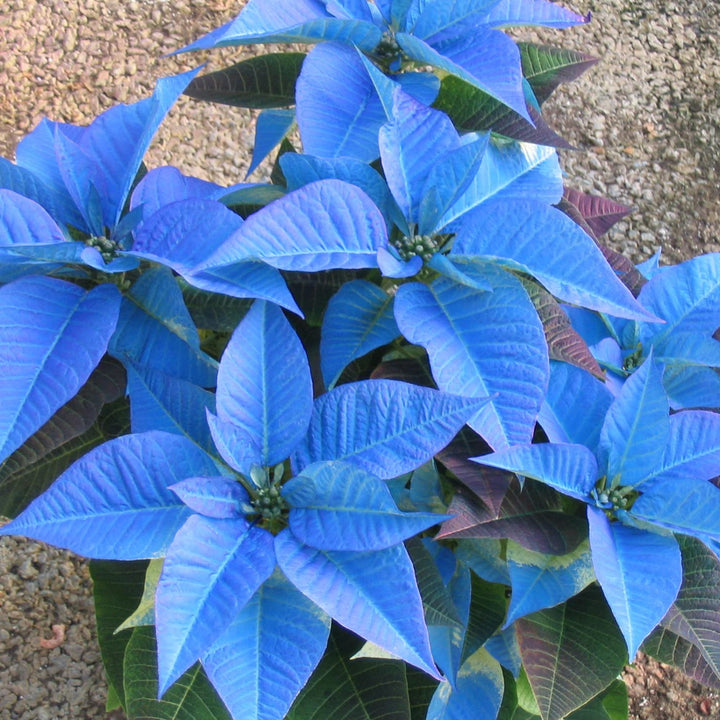 Deep Blue Poinsettia Flower Seeds for Planting – Heirloom Non-GMO Organic Garden Seeds, High Germination