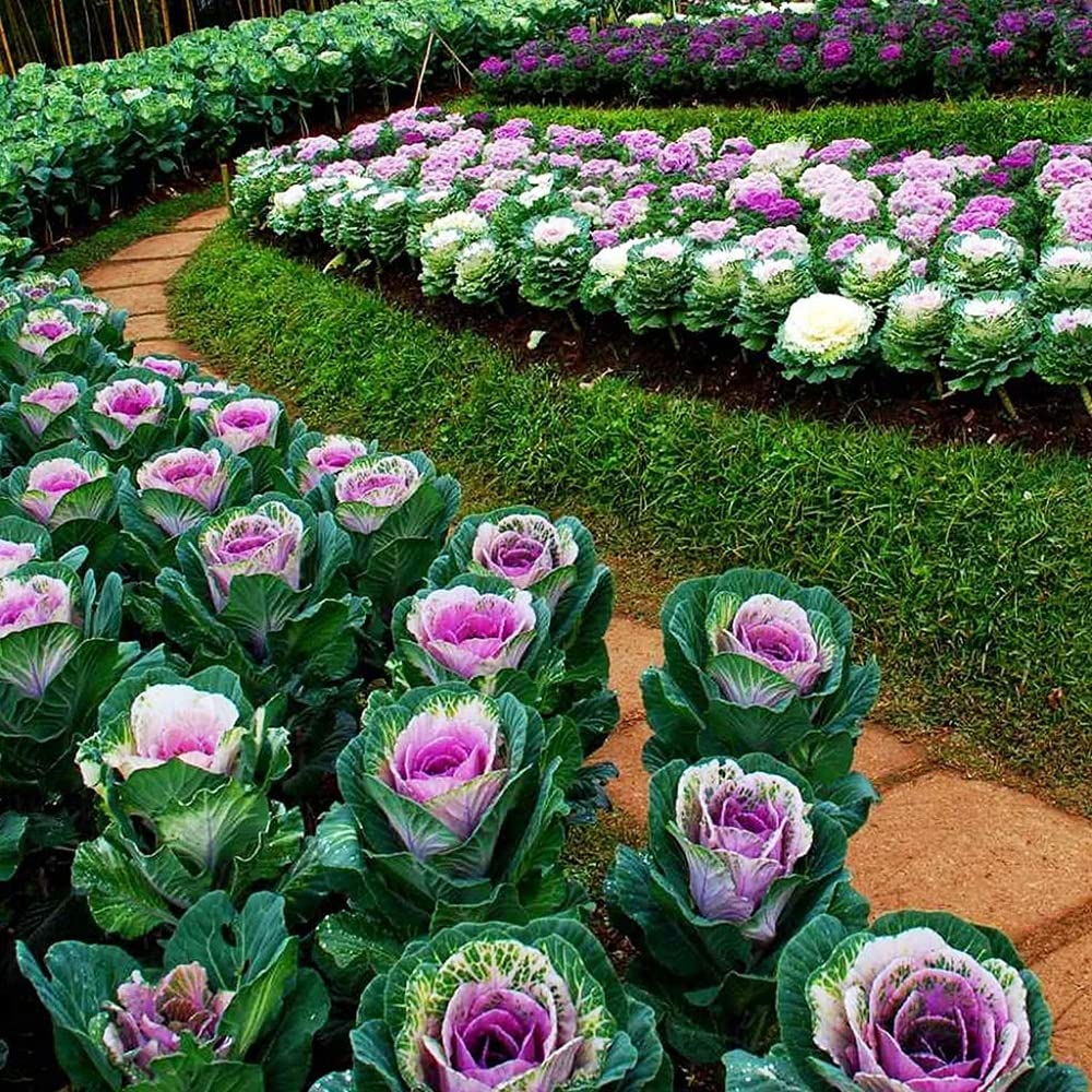 spring brassica flower seeds