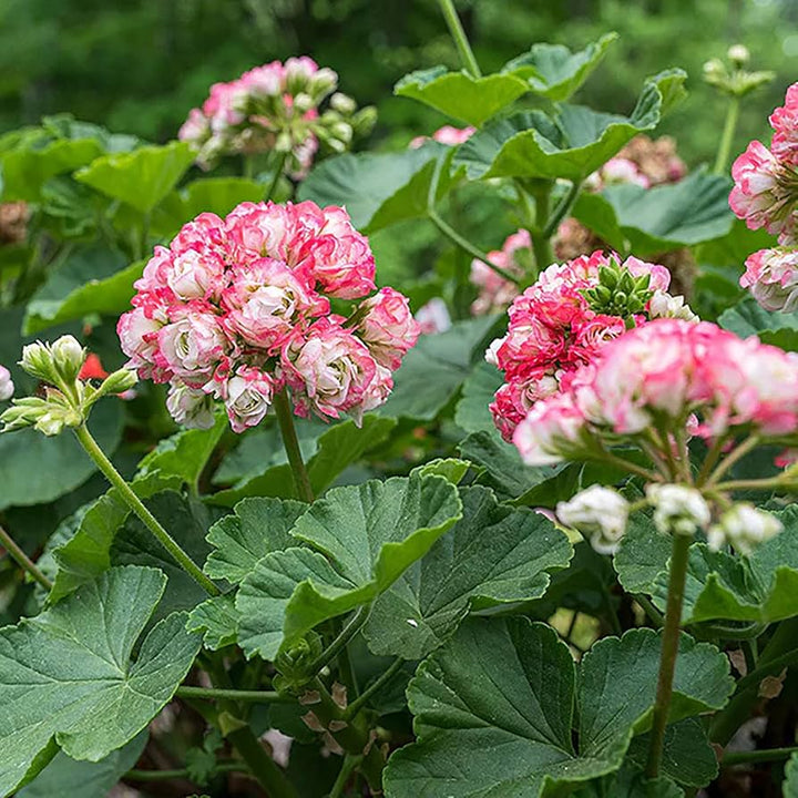 Geranium Æbleblomst Pink Hvide Blomsterfrø til udplantning 100 stk