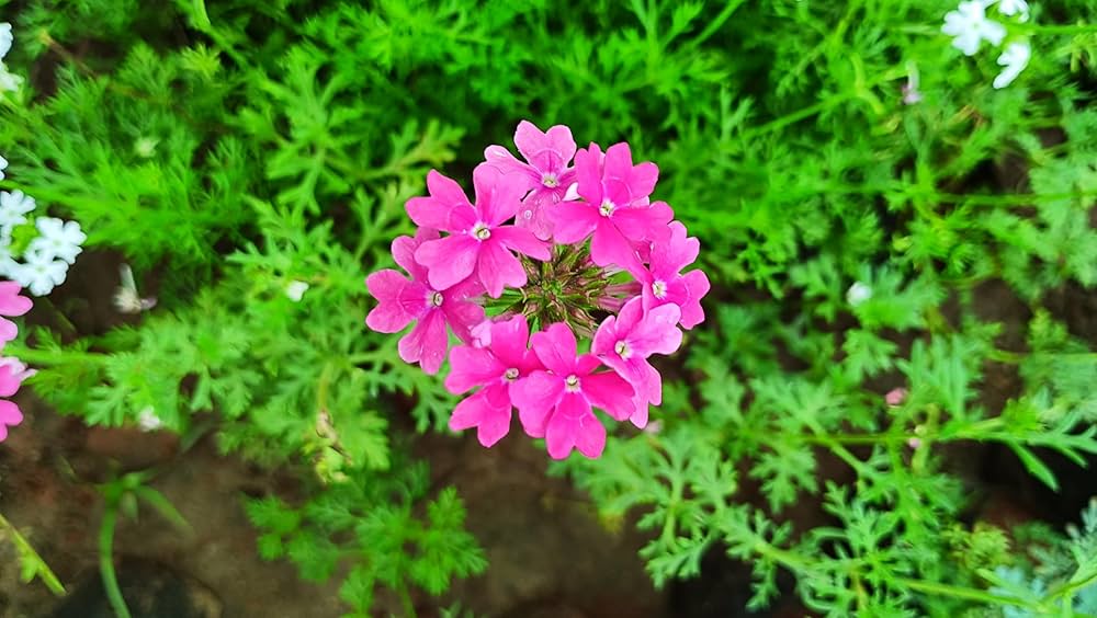 pink organic flower seeds