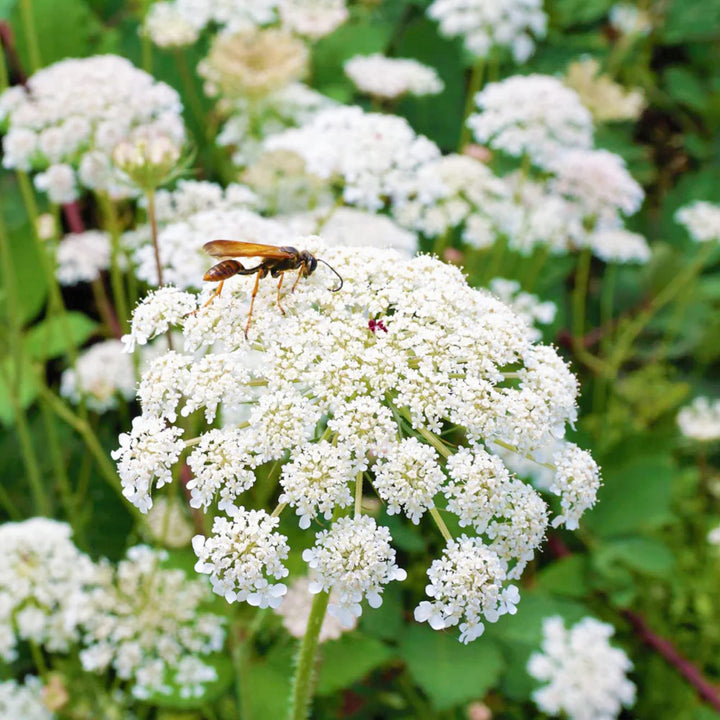 Queen Anne's Lace White Flower Seeds for Planting - 100 pcs