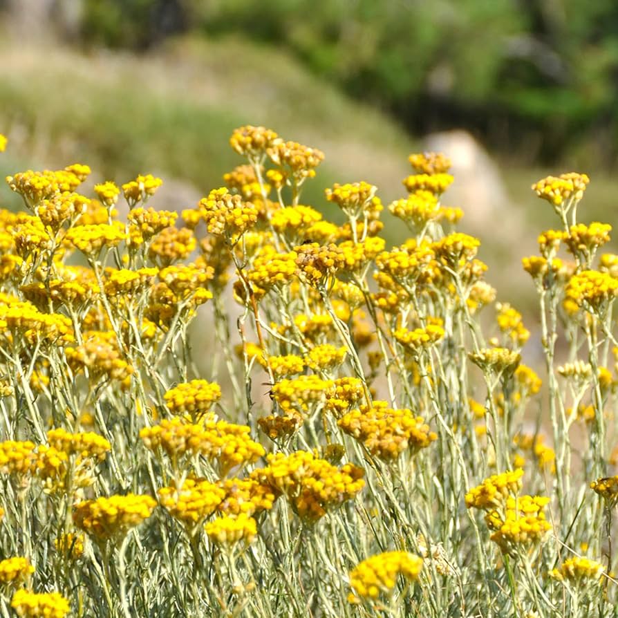 Helichrysum Italicum Plantefrø til udplantning - 100 stk