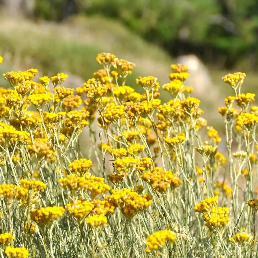 helichrysum italicum flower seeds