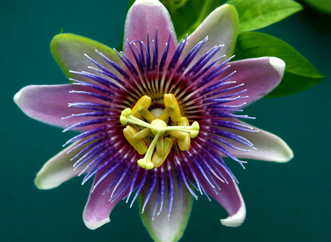 yellow violet flower seeds