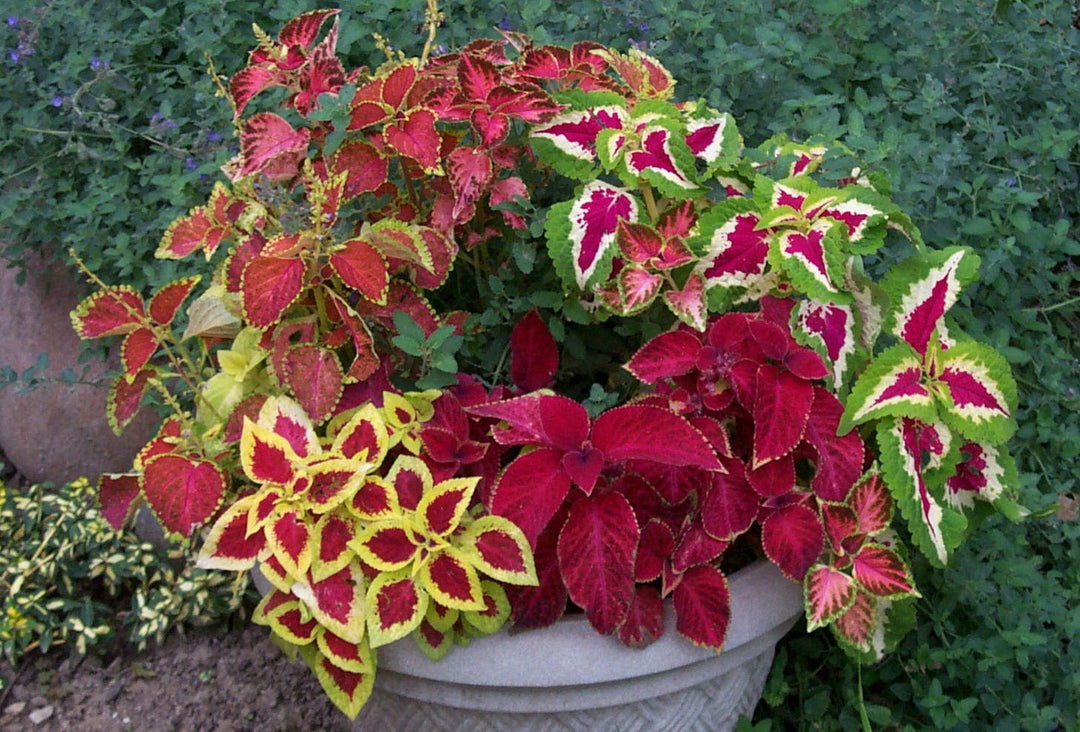 Heirloom Rainbow Coleus blomsterfrø til plantning, ikke-GMO frø