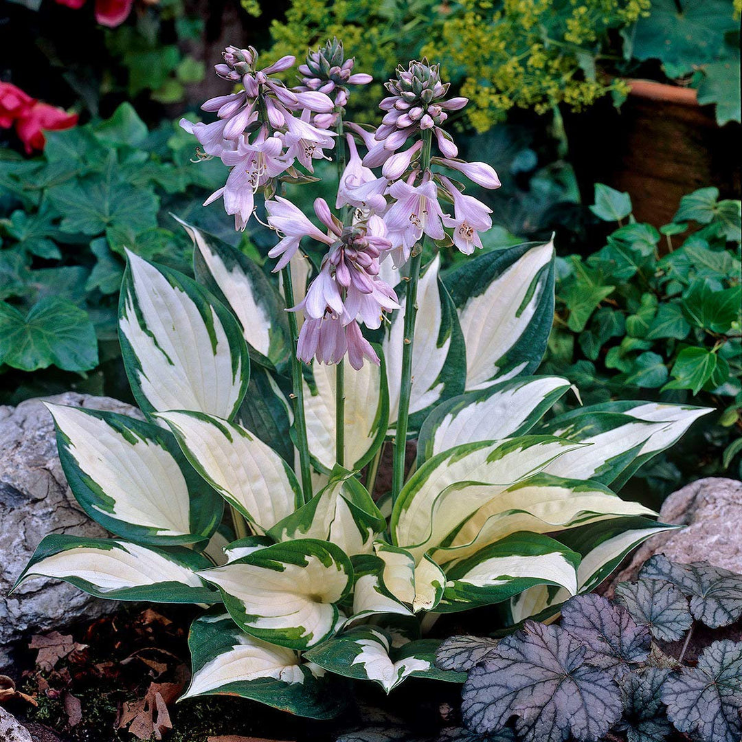 Hosta Plantefrø til udplantning – 100 stk