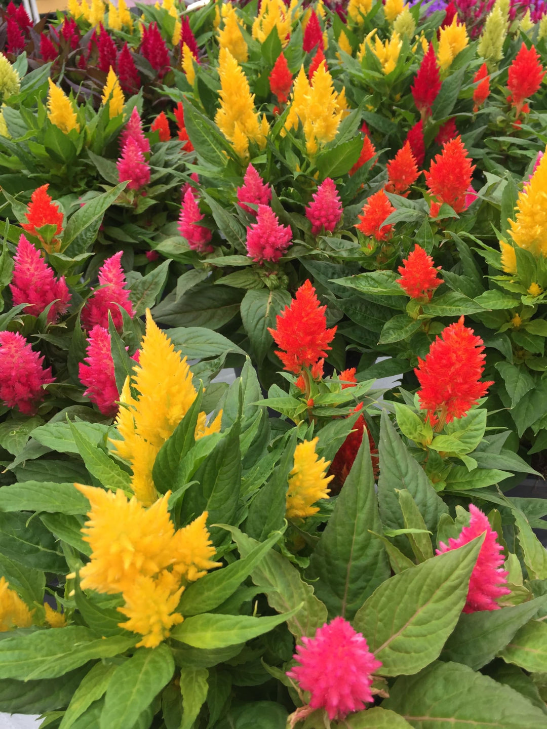 celosia for flower seeds