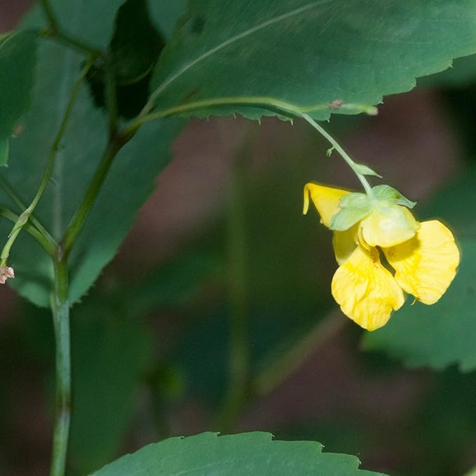 Jewelweed Flower Seeds – Heirloom, Non-GMO Wildflower Seeds for Planting Pollinator Gardens
