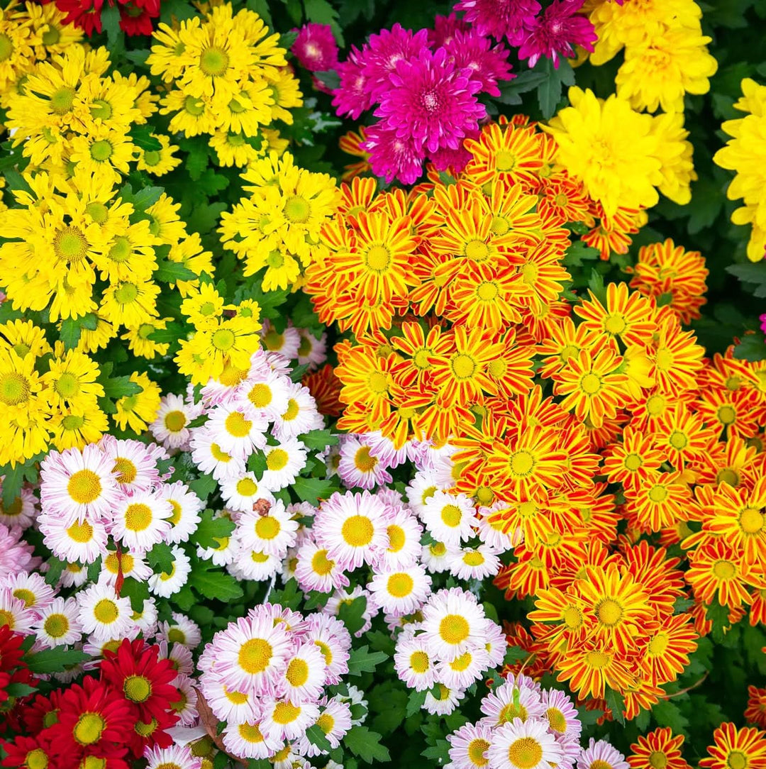 chrysanthemum chrysanthemum flower seeds