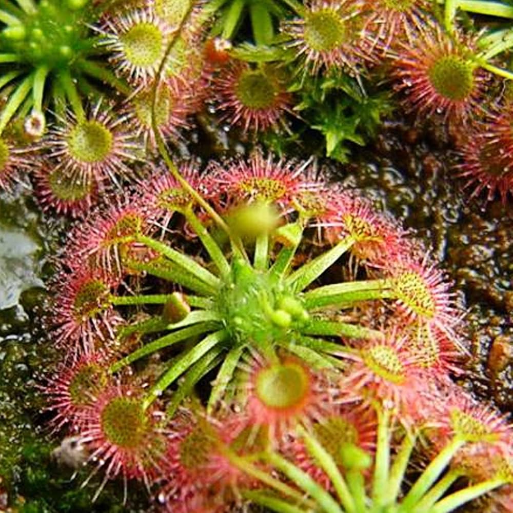 Red Yellow Sundew Plant Seeds – Heirloom Non-GMO Carnivorous Seeds for Planting