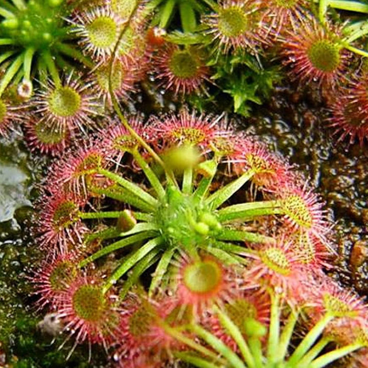 Red Yellow Sundew Plant Seeds – Heirloom Non-GMO Carnivorous Seeds for Planting