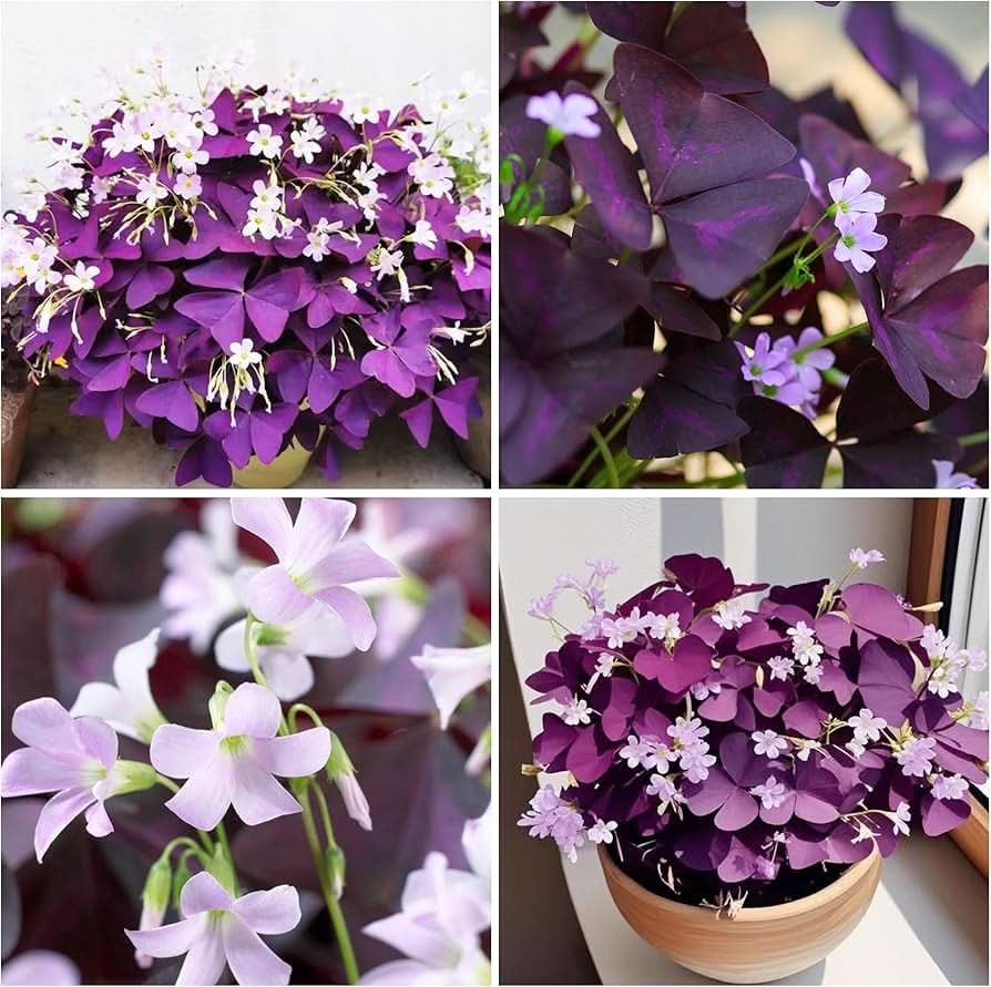 violet oxalis flower seeds