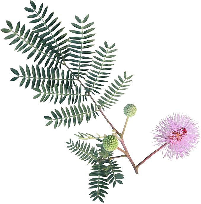 Mimosa Pudica, Touch me not, Lajalu, Sensitive Plant Seeds for Planting - Pink,100 pcs