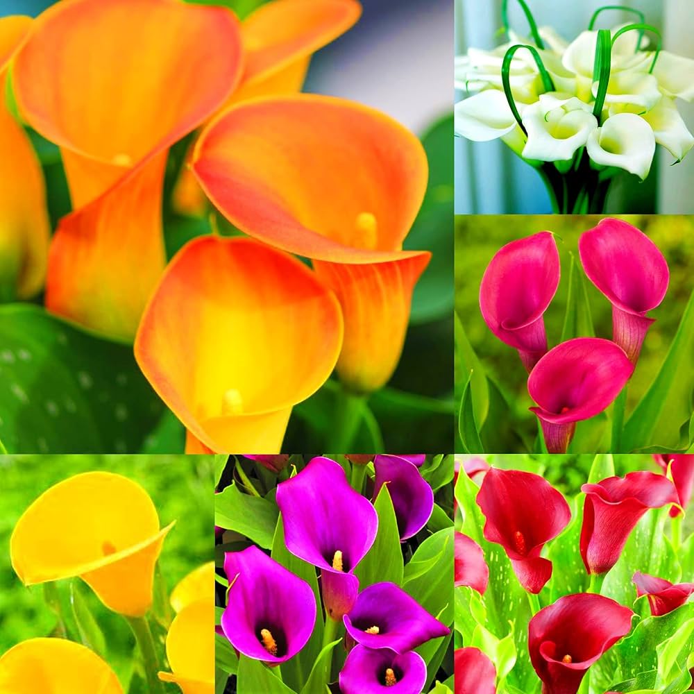 calla lily flower seeds