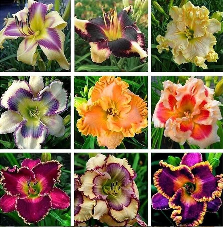 daylily hemerocallis flower seeds