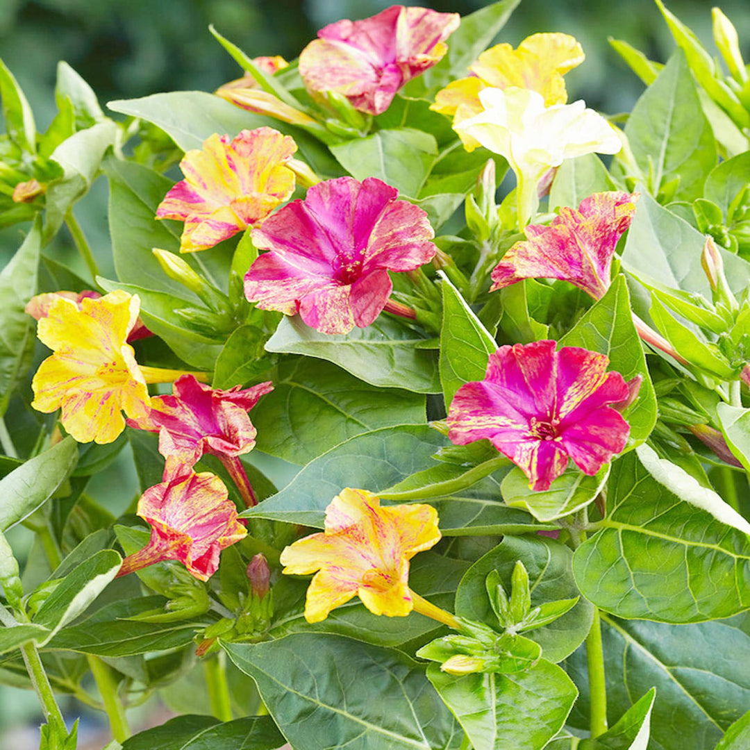 red four flower seeds