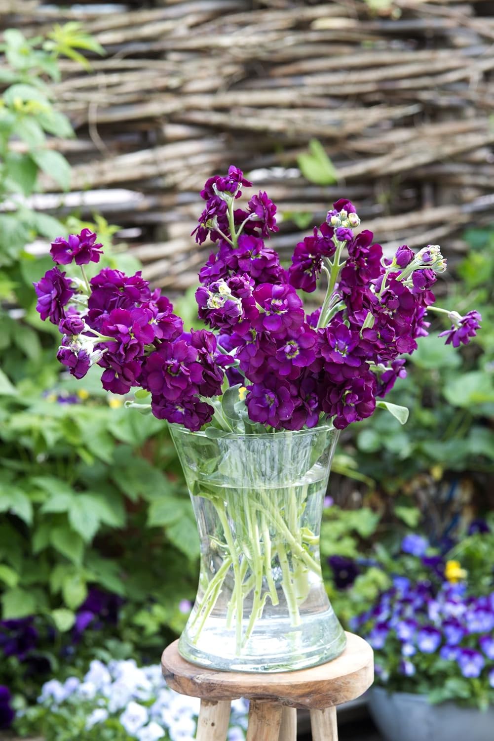 purple deep flower seeds