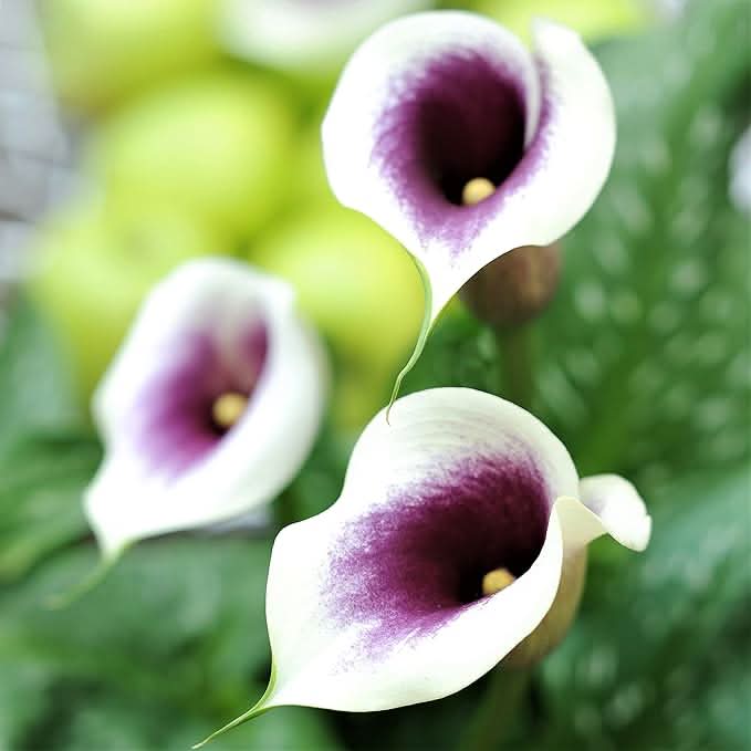 calla lily flower seeds