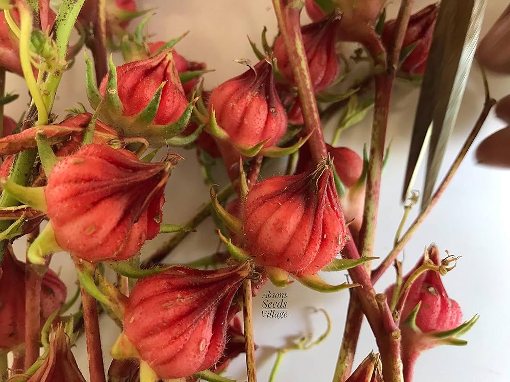 roselle hibiscus flower seeds