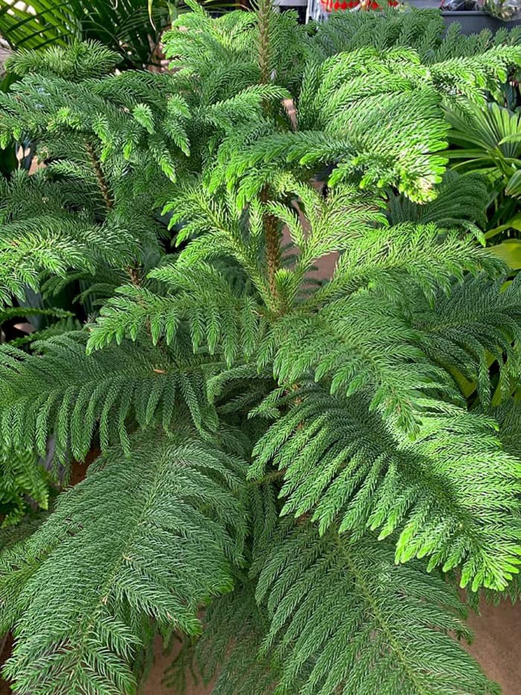 Araucaria blomsterfrø til udplantning, 100 stk