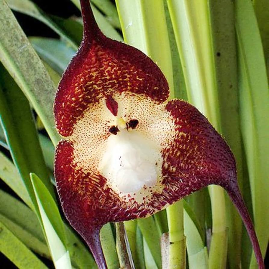 monkey face flower seeds