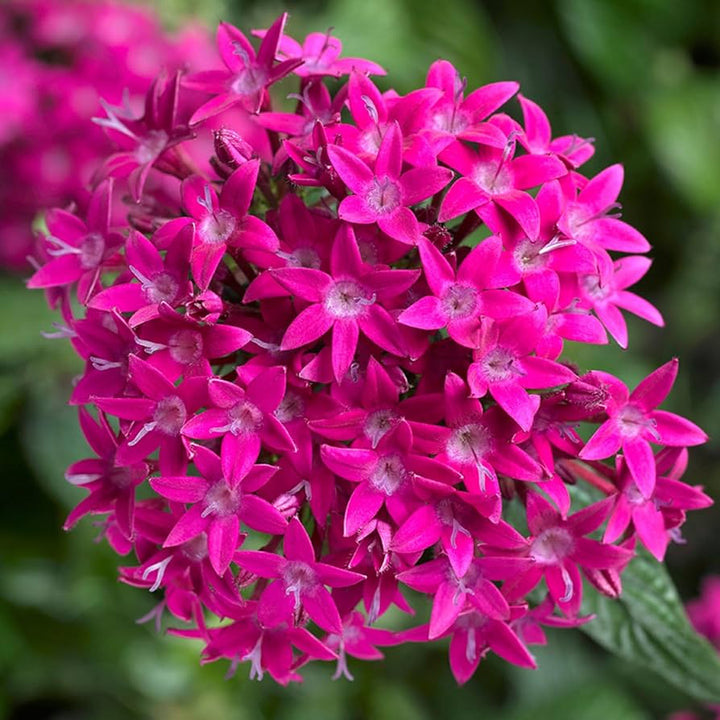 Lanceolata blomsterfrø til udplantning - Pink 100 stk