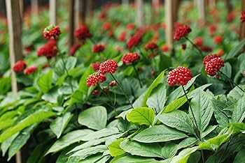 Korean Ginseng (Panax ginseng) Seeds for Planting – Heirloom, Non-GMO Medicinal Herb for Energy, Immunity & Vitality