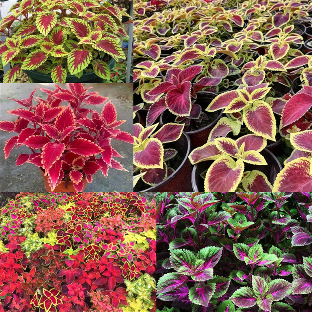 chocolate symphony flower seeds