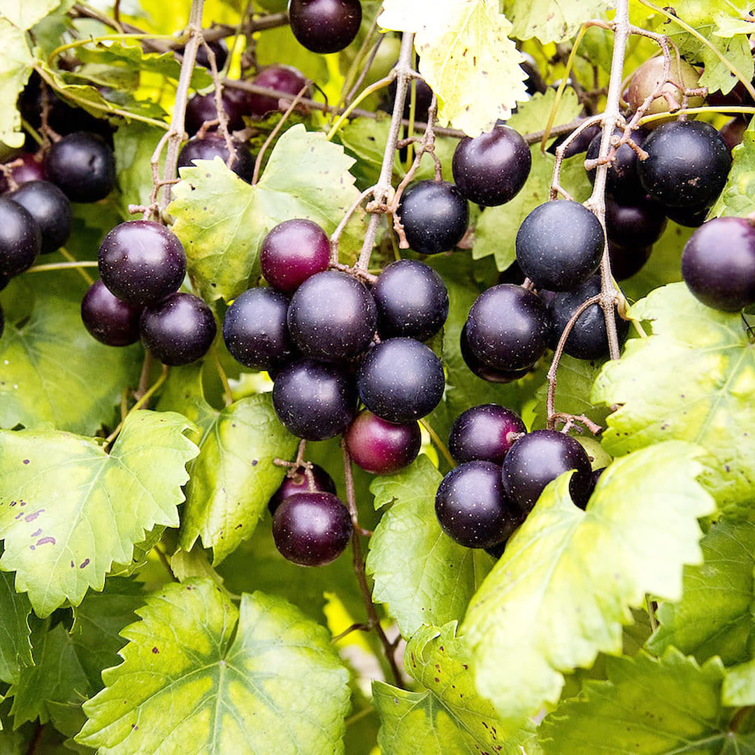 black heirloom flower seeds