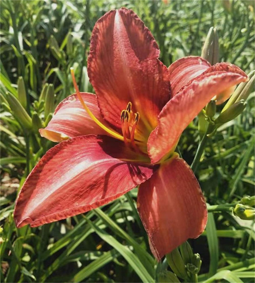 daylily hemerocallis flower seeds