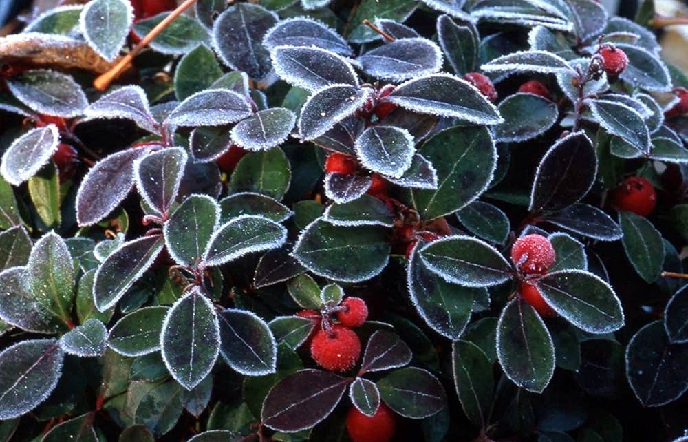 wintergreen plant flower seeds