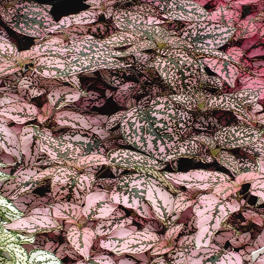 pink hypoestes flower seeds