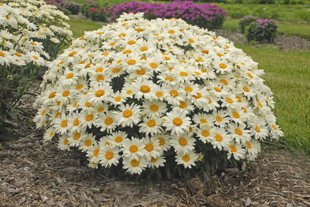 white daisy flower seeds White Daisy Bush For Planting Terrace Garden Flower Bed Flower Seeds for Lush Organic – Neeraseeds