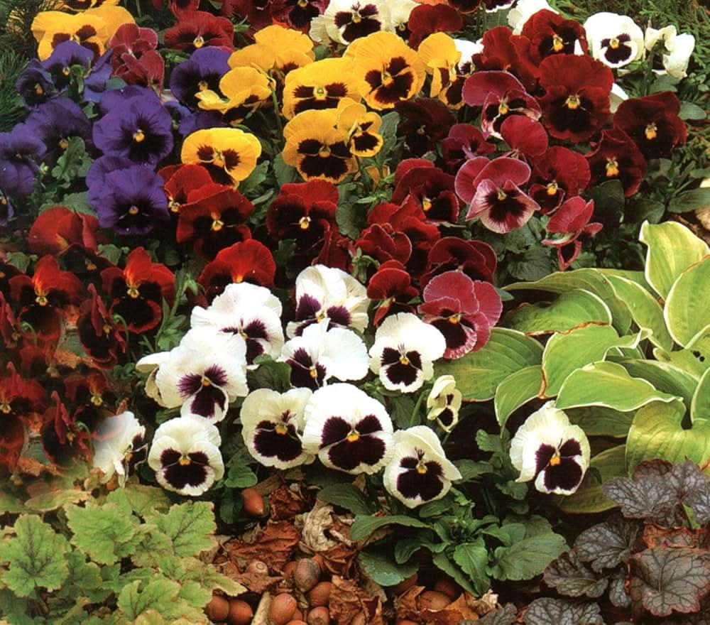 pansy ozzeri flower seeds