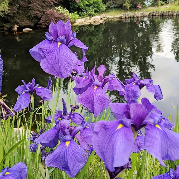 iris iris flower seeds