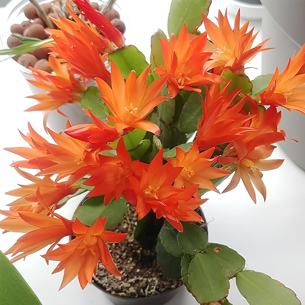 cactus flower seeds Christmas Cactus Flower Seeds for Planting – Holiday Blooms – Heirloom, Non-GMO, High Germination