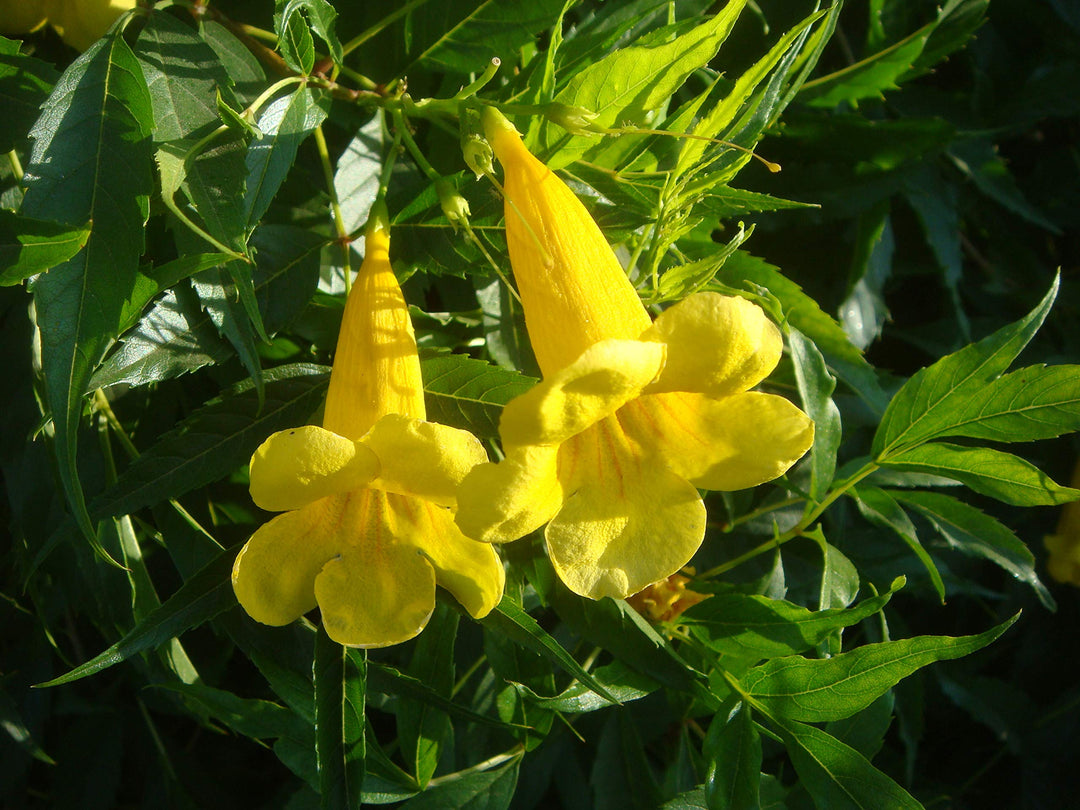 Gule Madia blomsterfrø til udplantning - 100 stk