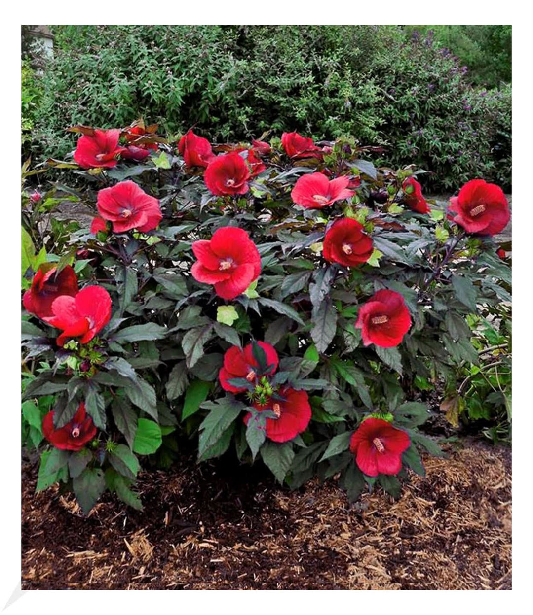 red hardy flower seeds