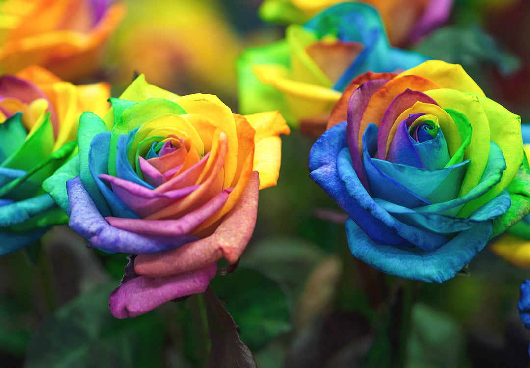 Rainbow Rose Purple Flower Seeds for Planting 100 pcs