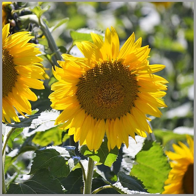 Yellow Sunflower Flower Seeds for Planting, Fresh and Vibrant, 100 pcs