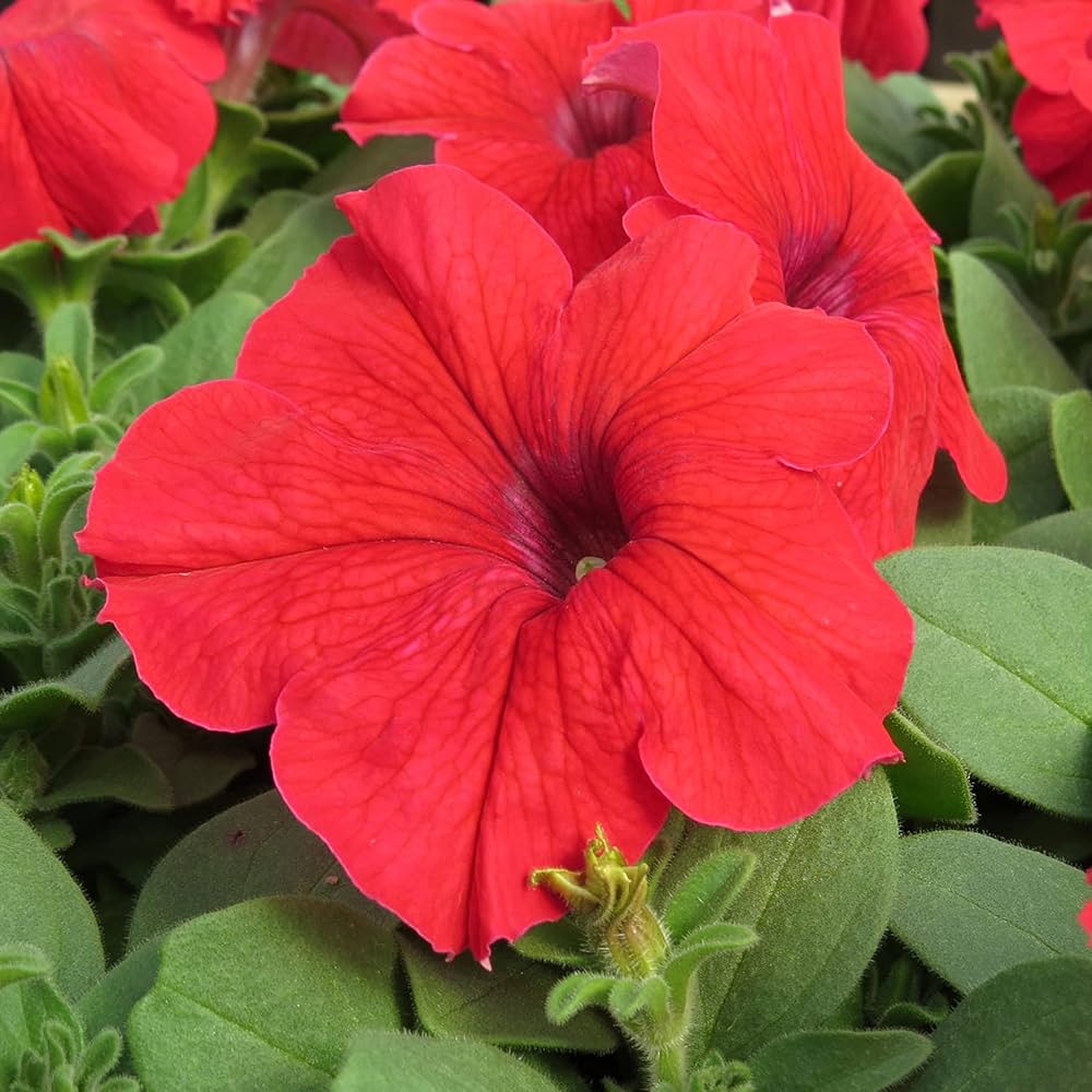 Friske Petunia Blomsterfrø til Plantning, Rød 100 stk