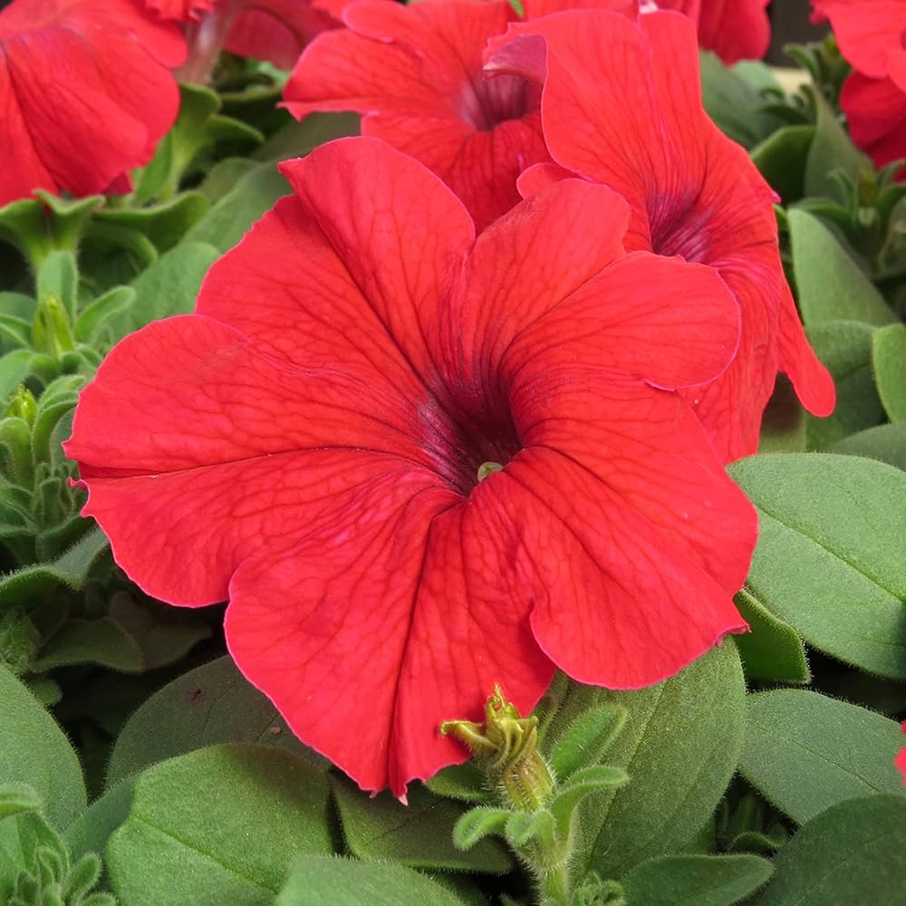 red petunia flower seeds