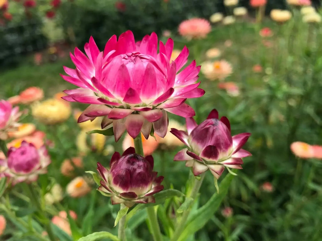 helichrysum bracteatum flower seeds