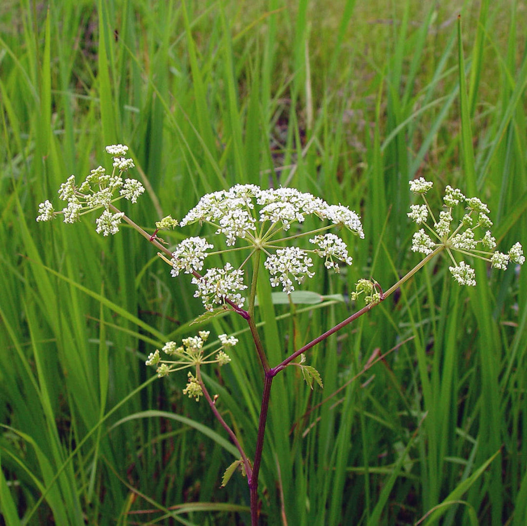 cicuta maculata flower seeds