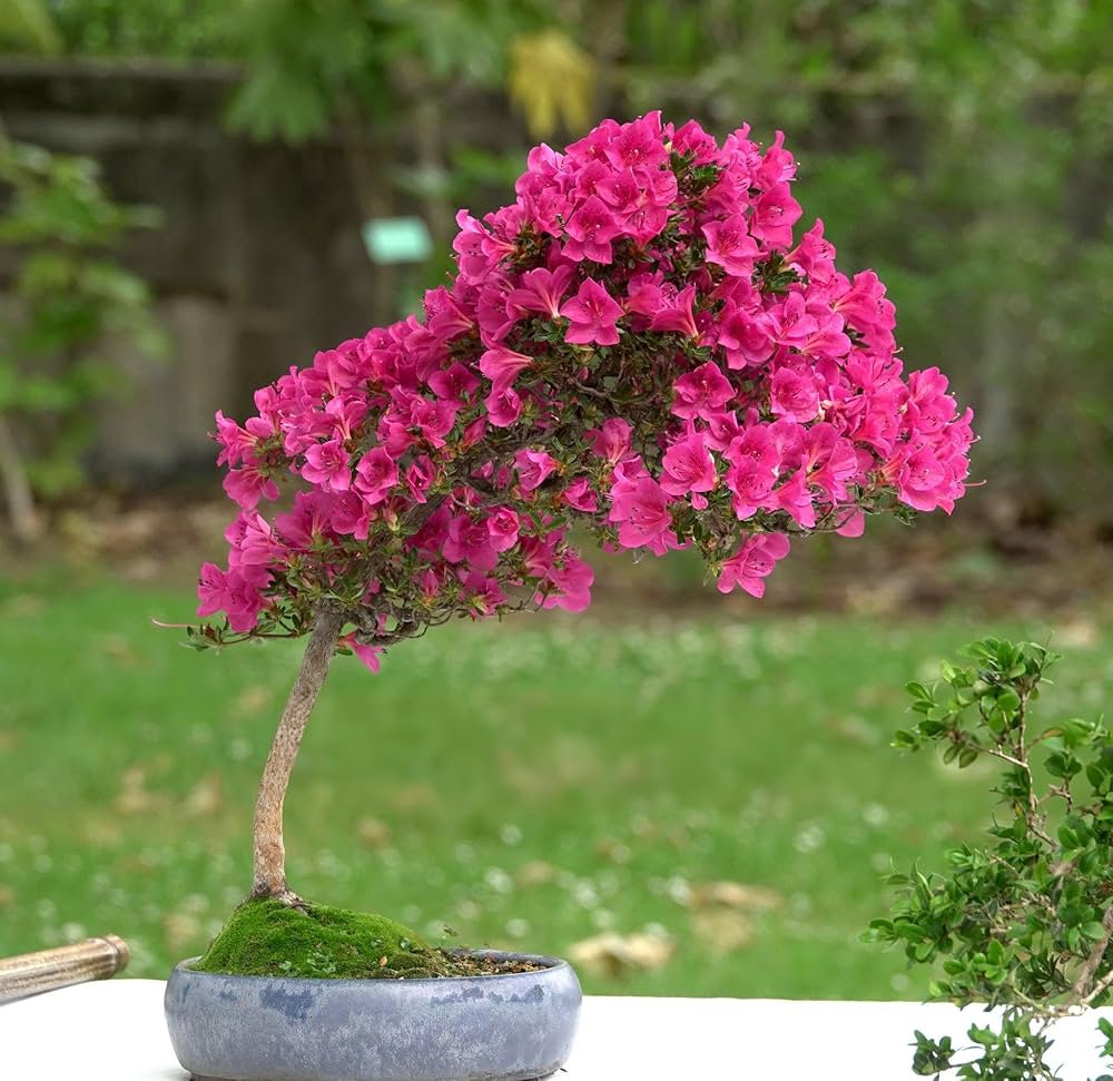 bougainvillea bougainvillea flower seeds
