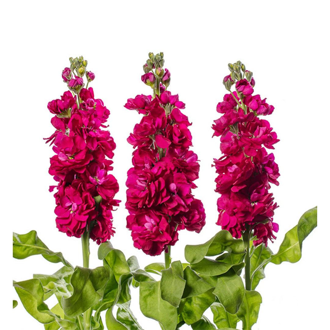 matthiola incana flower seeds