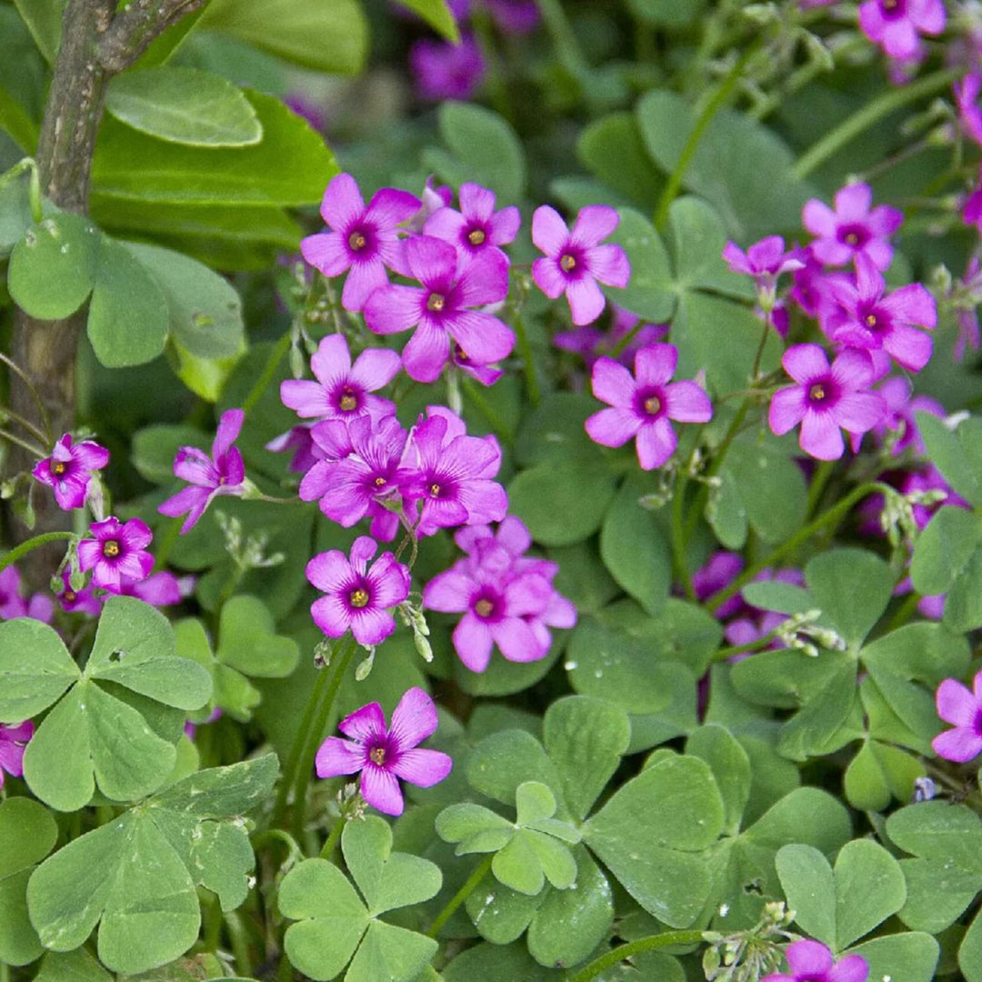 Oxalis Flower Seeds for Planting – Heirloom Non-GMO Colorful Hardy Garden Blooms