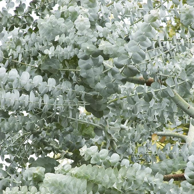 Hvid flerårig Eucalyptus Silver Dollar træfrø til plantning 100 stk